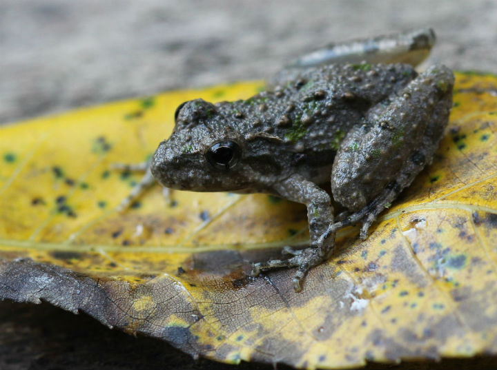 Blanchards Cricket Frog